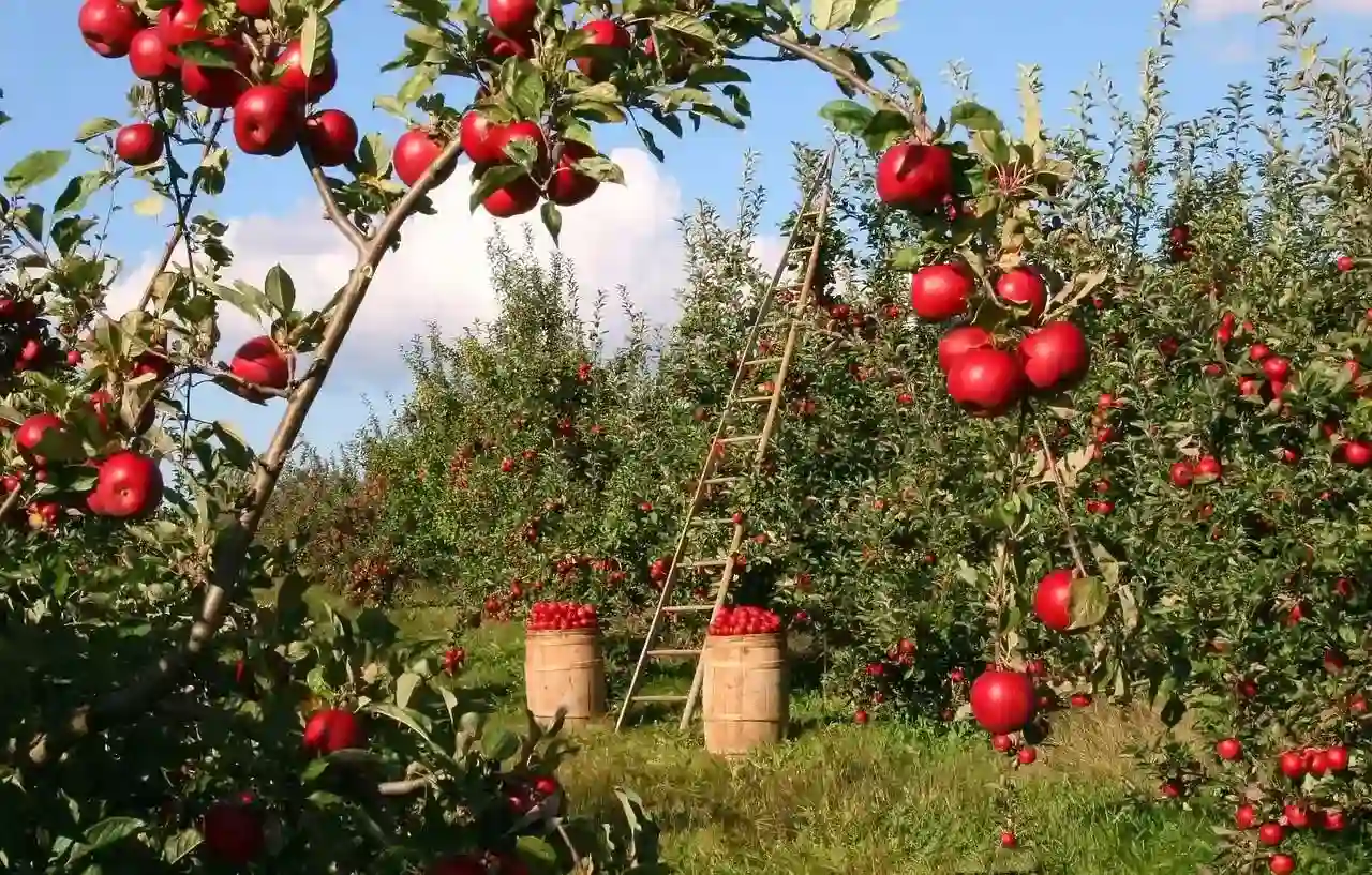 Apple Town of Kashmir: Complete Guide to Sopore's Famous Orchards
