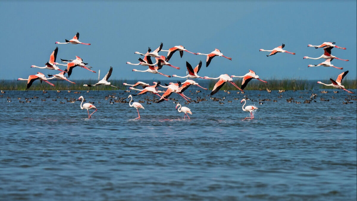 Best Bird Sanctuaries in the World: Global Birdwatching Destinations