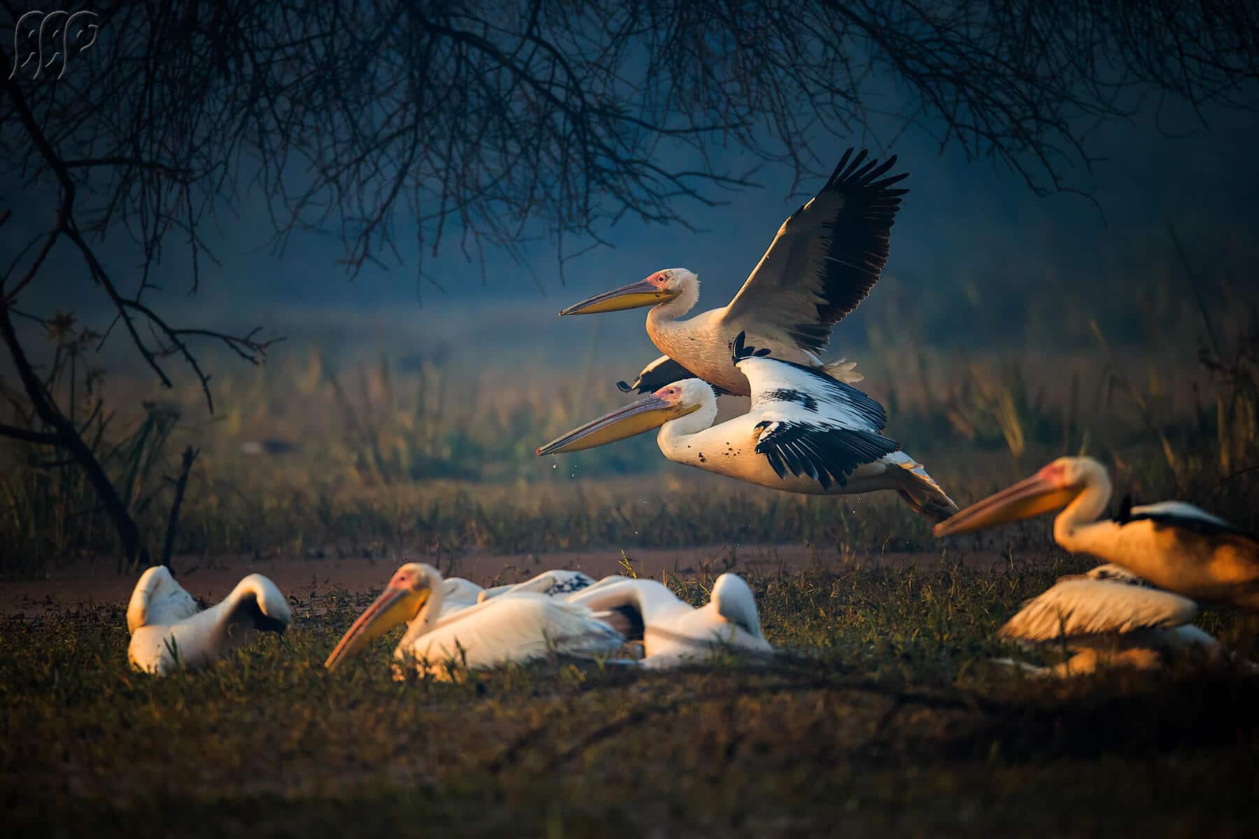 Keoladeo Ghana National Park Bharatpur: Birding Season & Safari Info