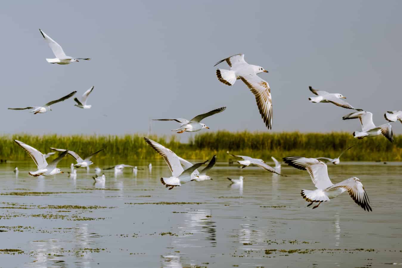 Bird Sanctuaries in Delhi: Guide, Timing and Tips