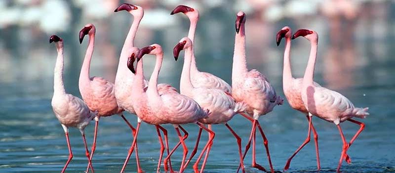 Bird Sanctuaries in India: Best Regions, Seasons & Birding Tips