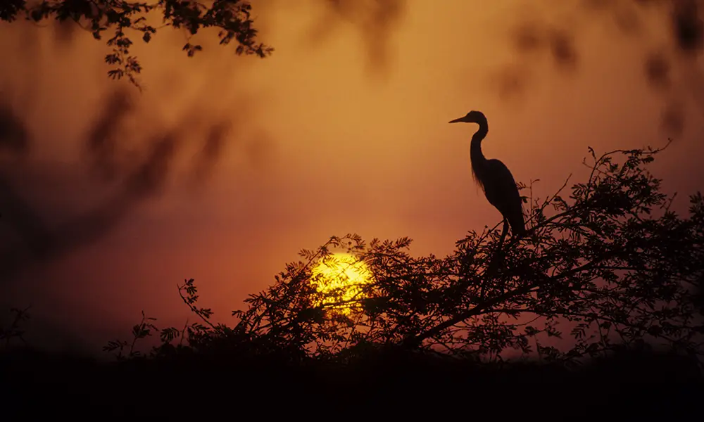 Birdwatching Spots India: Season Guide and Tips