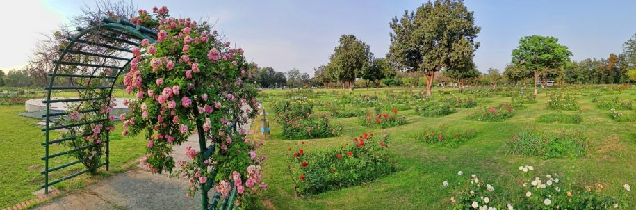 Chandigarh Rose Garden: Best Bloom Season, Timings & Attractions