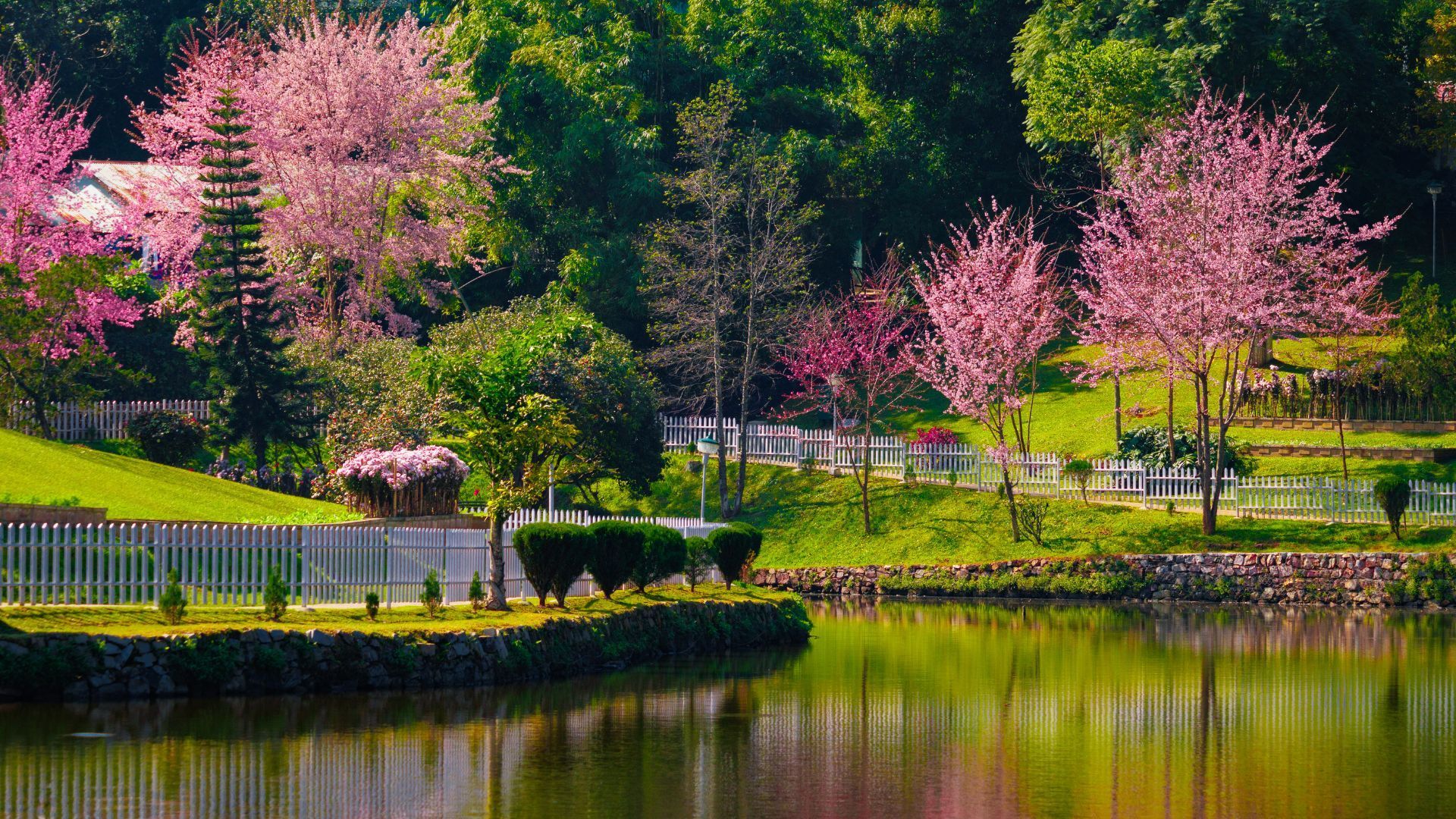 Cherry Blossom Meghalaya: Festival Dates, Venues & Best Viewing Time