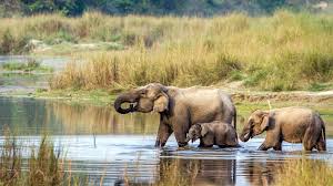 Chitwan National Park Guide: Safari Planning, Zones, Best Time, and Practical Travel Tips