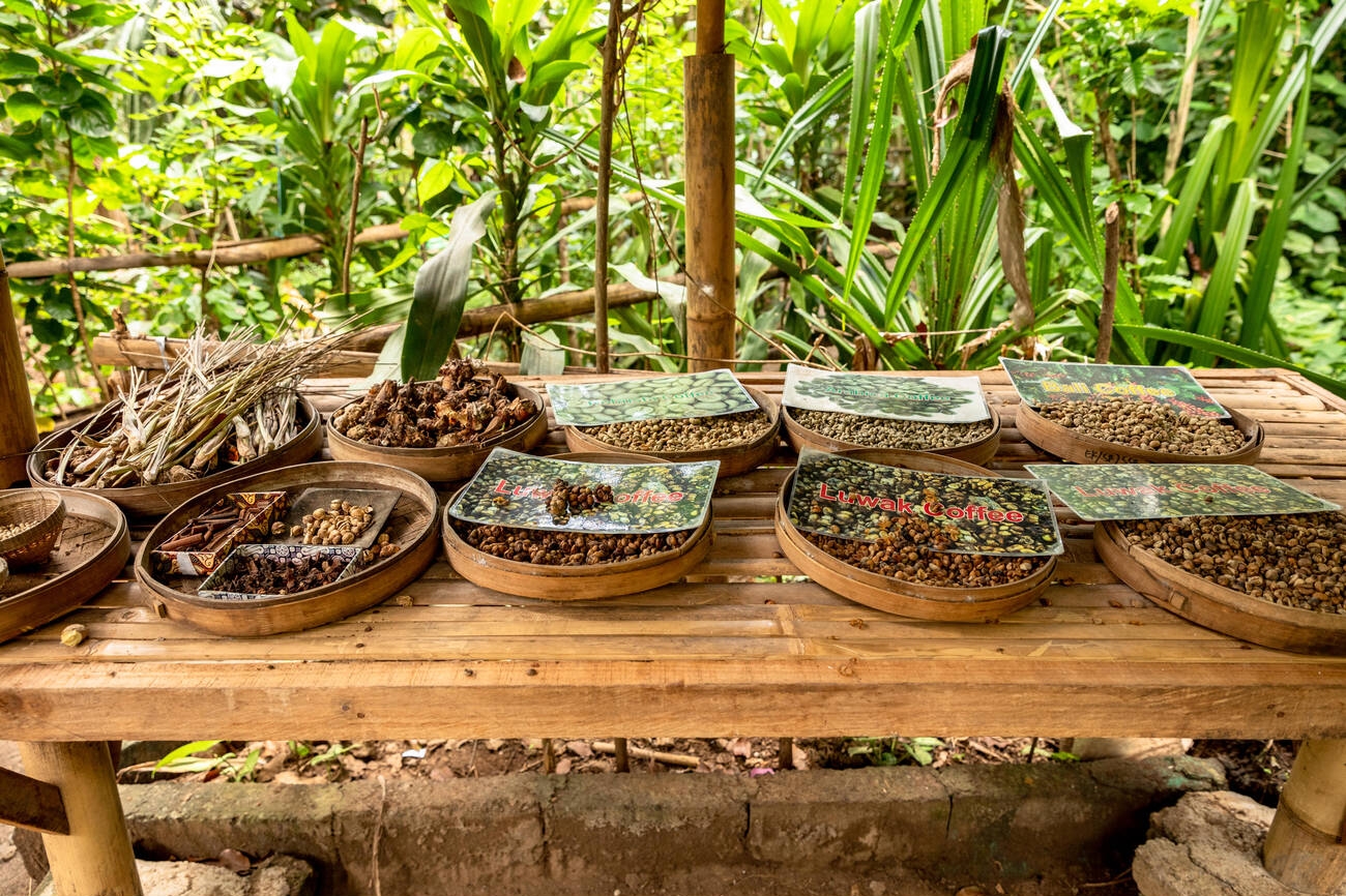 Bali Coffee Plantations: Tour Experience, Luwak Coffee & Entry Fees
