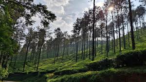 Coffee Plantations in Chikmagalur: Tours, Stay & Best Months