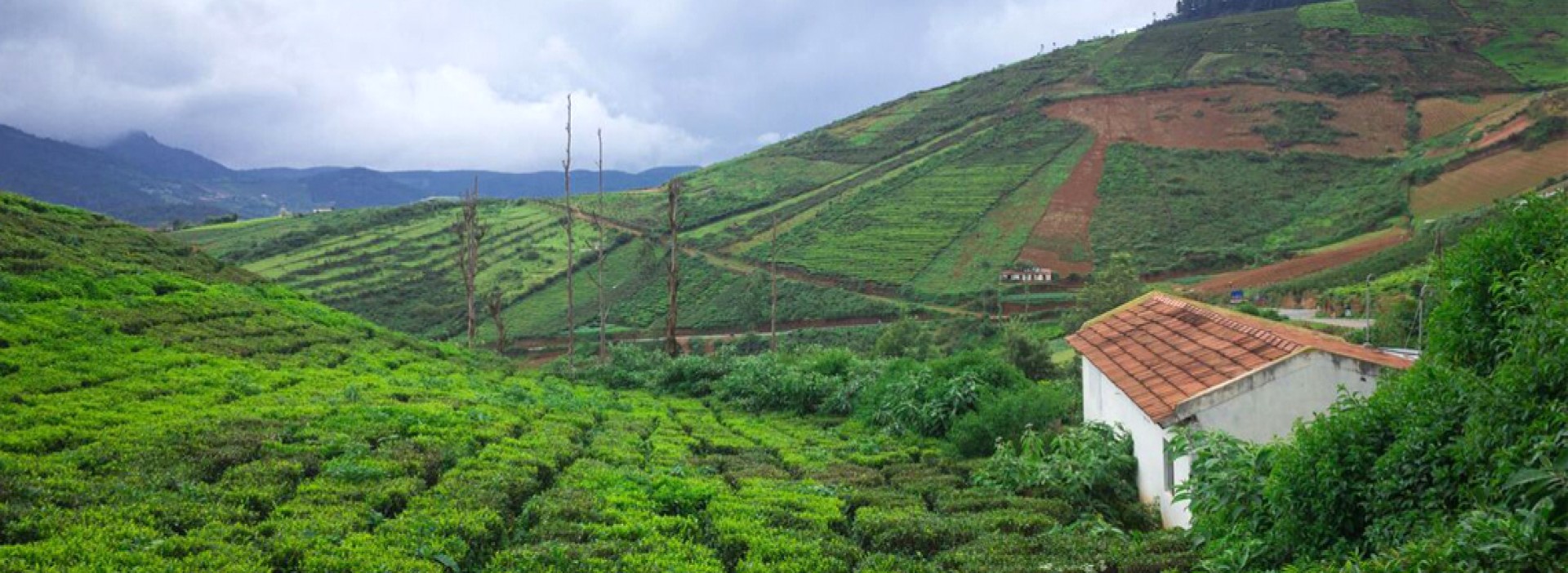 Coorg Coffee Plantations Guide: Estate Visits, Best Season, and Practical Route Planning