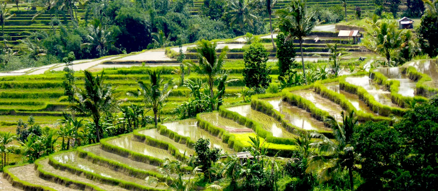 Culture of Bali: Traditions, Ceremonies & Daily Customs