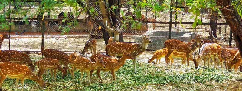 Deer Park Delhi: Timings, Walking Trails & Hauz Khas Access