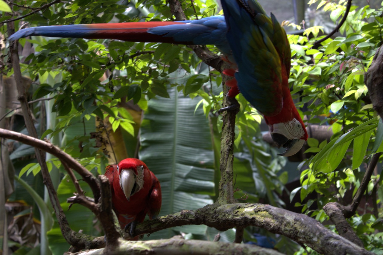 Dehiwala Zoo Sri Lanka: Ticket Price, Animals & Visit Planning