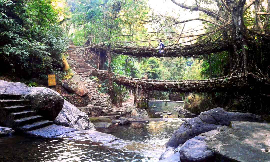 Double Decker Root Bridge: Trek Guide & Tips
