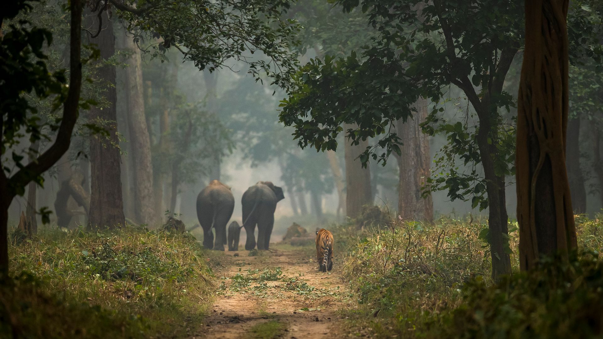 Dudhwa National Park: Safari Zones, Booking & Best Season