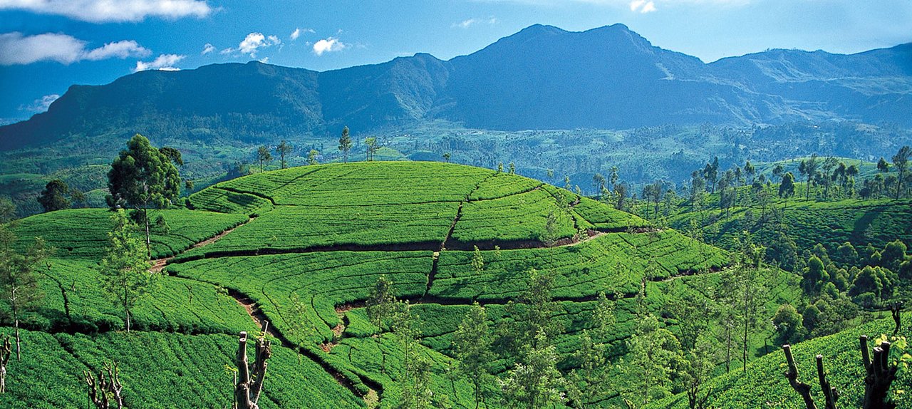 Ella Sri Lanka Travel Guide: Scenic Route Planning, Trek Rhythm, and Stay Strategy