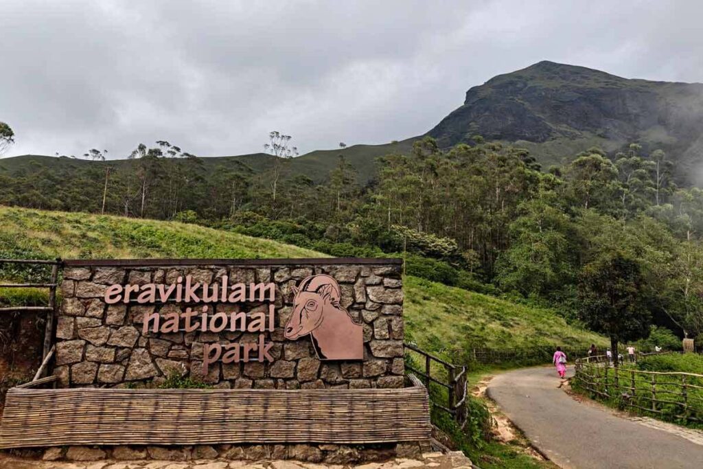 Eravikulam National Park: Entry Tickets, Nilgiri Tahr Spotting & Timings