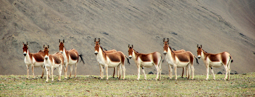 Flora and Fauna of Ladakh: Key Species, Habitats & Best Season