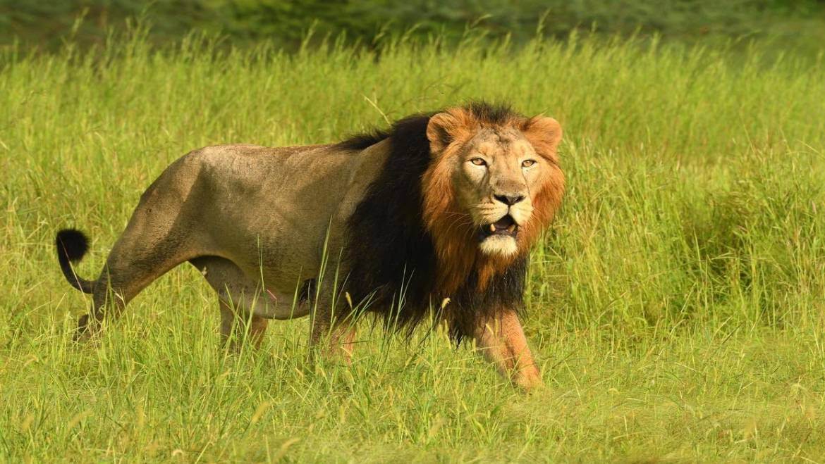 Gir National Park: Safari Booking Timings And Visit