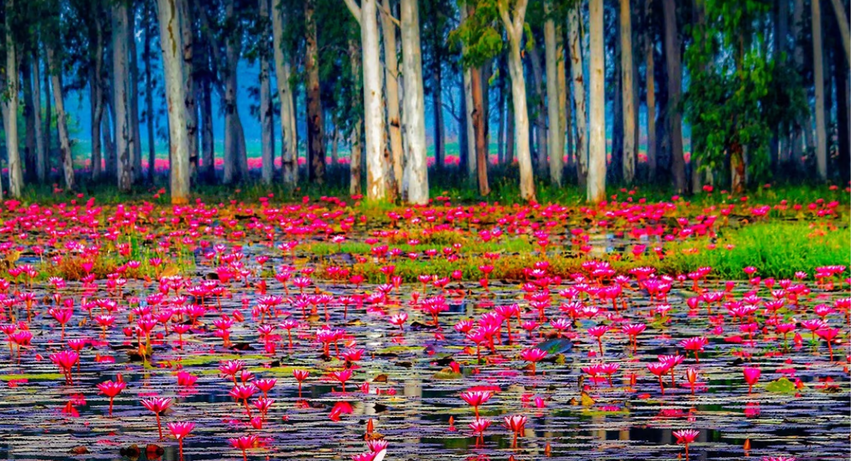 Gulawat Lotus Valley Indore: Best Time, Boating & Photography Tips