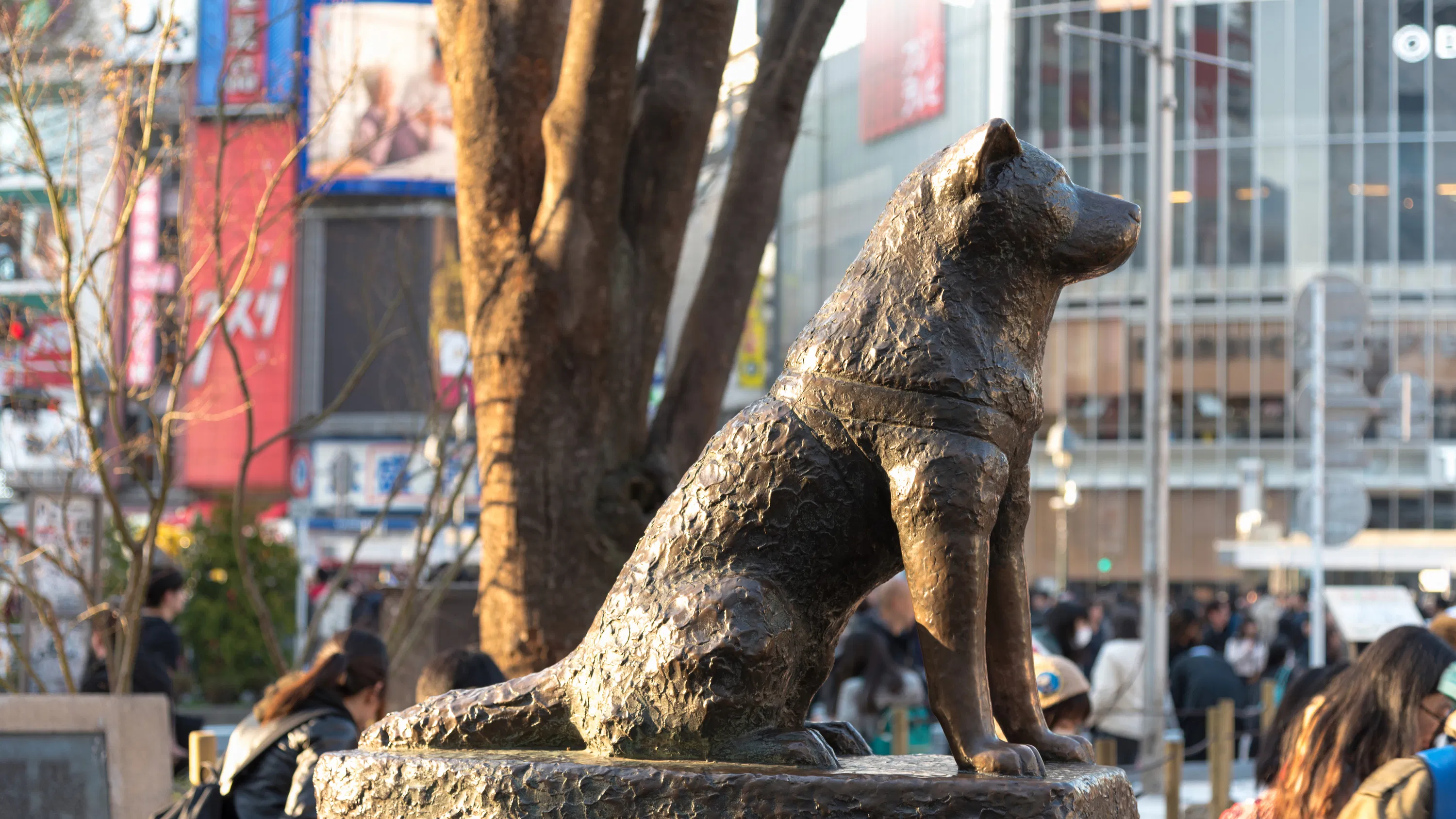 Hachiko Statue Tokyo: Location, Story & Best Visit Time