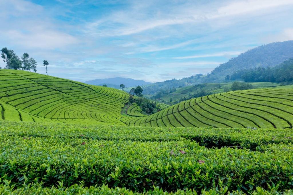 Darjeeling Honeymoon: Romantic Stays, Itinerary & Best Time