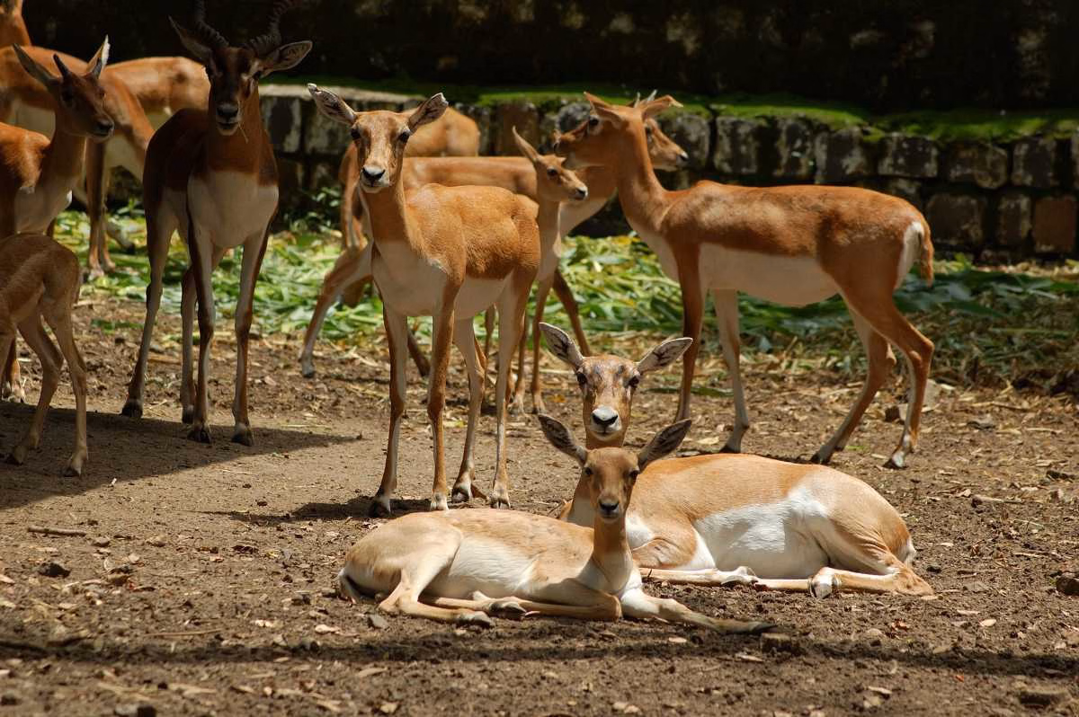 Indore Zoo (Kamla Nehru Prani Sangrahalaya): Timings, Tickets & Attractions