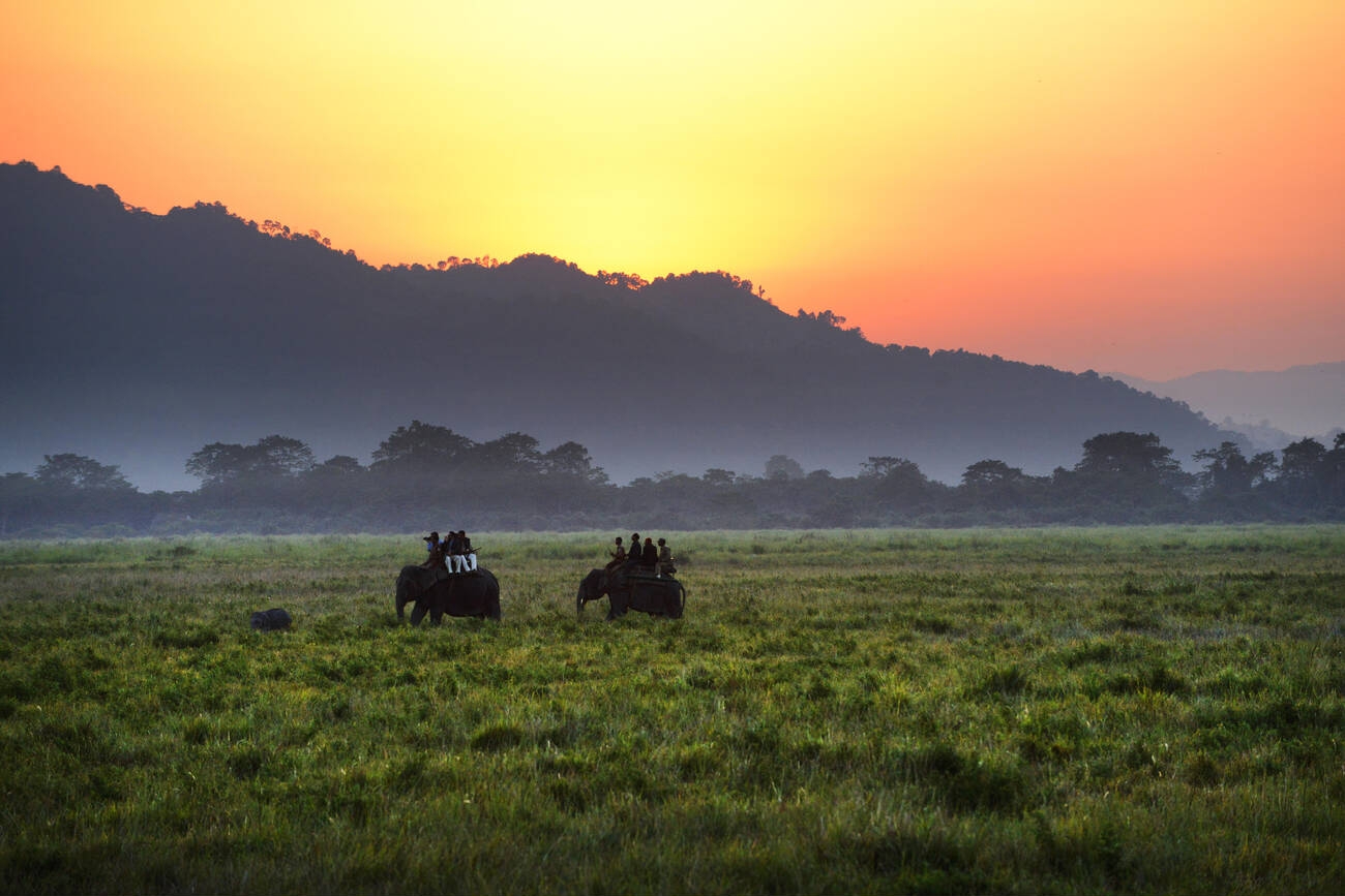 Kaziranga National Park: Complete Wildlife Safari Guide 2026