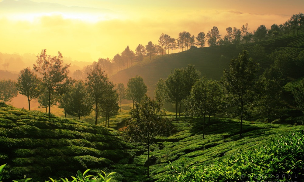 Kerala in March: Weather, Places & Travel Tips