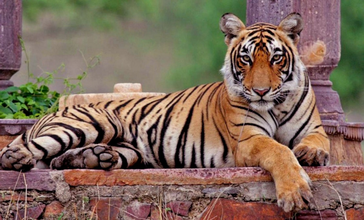 The Legend of Machali: The Queen of Ranthambore Tigers