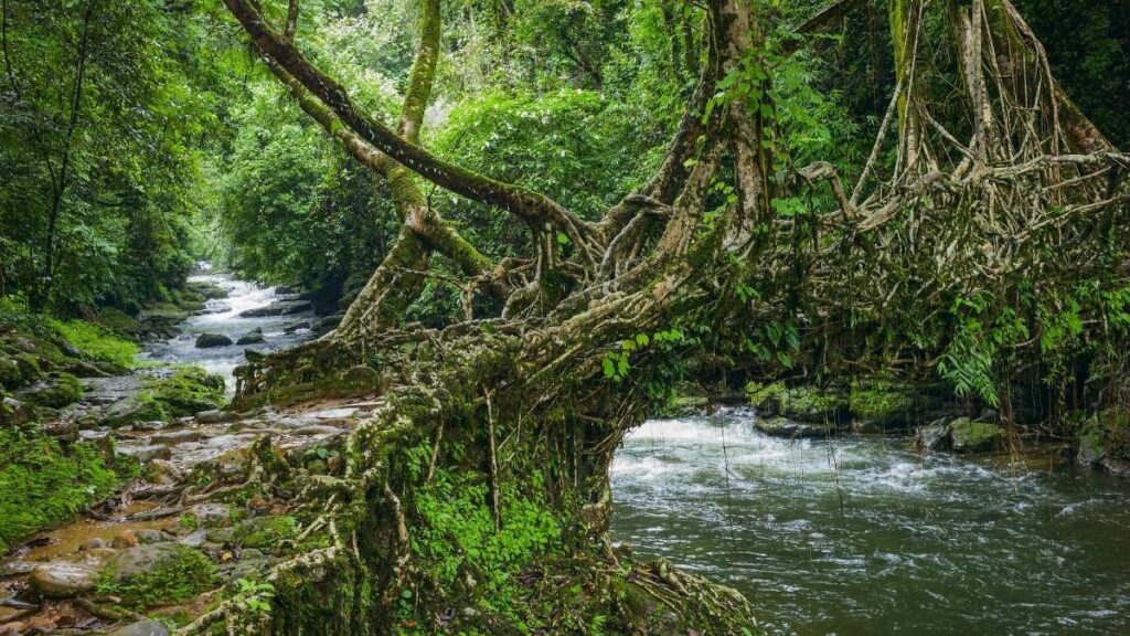 Living Root Bridges Meghalaya: Trek Routes, Villages & Local Tips