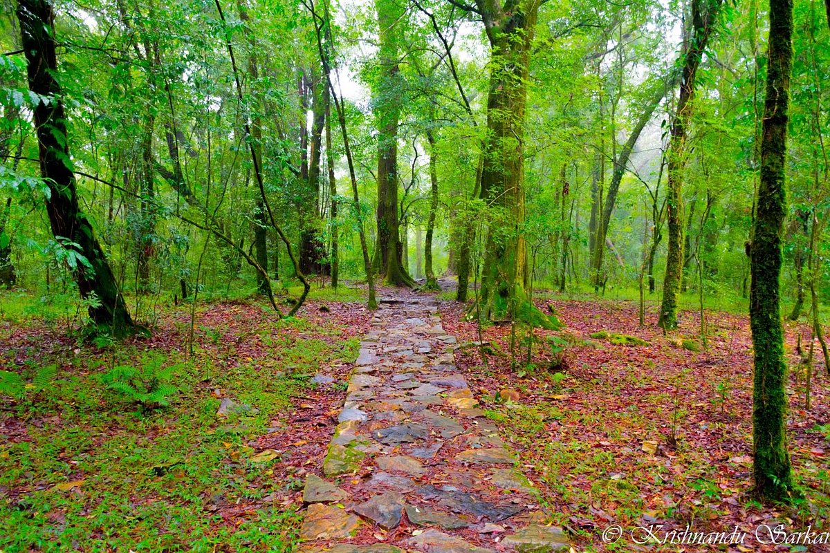 Mawphlang Sacred Forest: Meghalaya's Ancient Sacred Grove