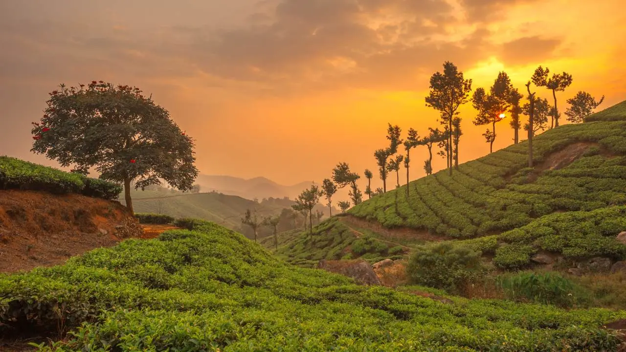 Munnar: Complete Travel Plan Places And Weather