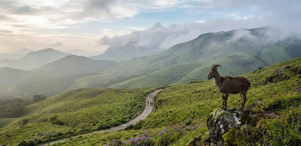 National Parks in Kerala: Wildlife Zones, Safari Types & Travel Tips