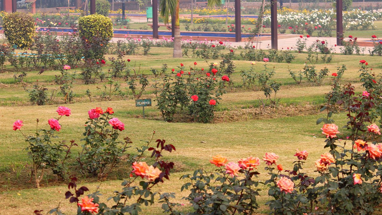 National Rose Garden Delhi: Bloom Season, Entry & Visitor Details
