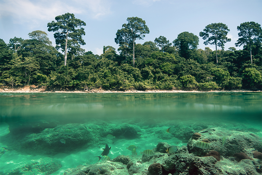 Neil's Cove Andaman: Access, Reef Views & Photo Points