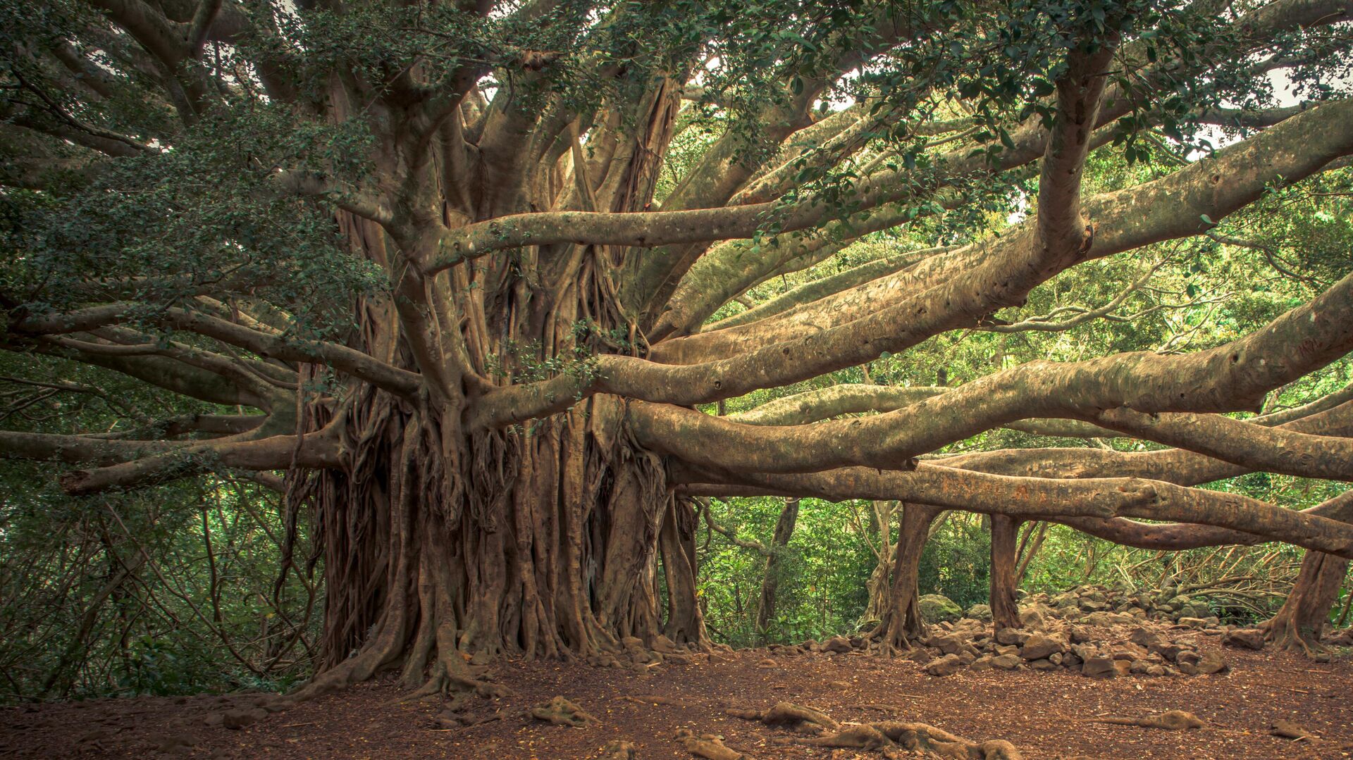 Great Banyan Tree Kolkata: History, Location & Best Time to Visit