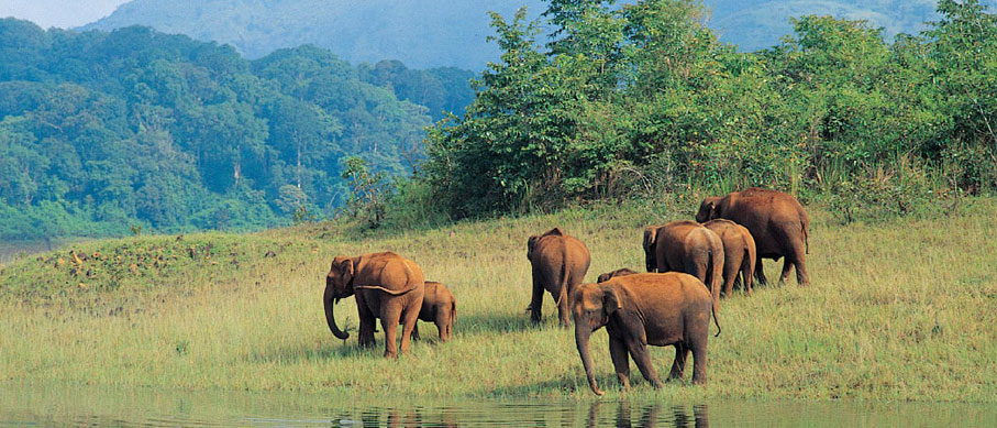 Periyar Wildlife Sanctuary Thekkady: Boating Safari & Entry Details