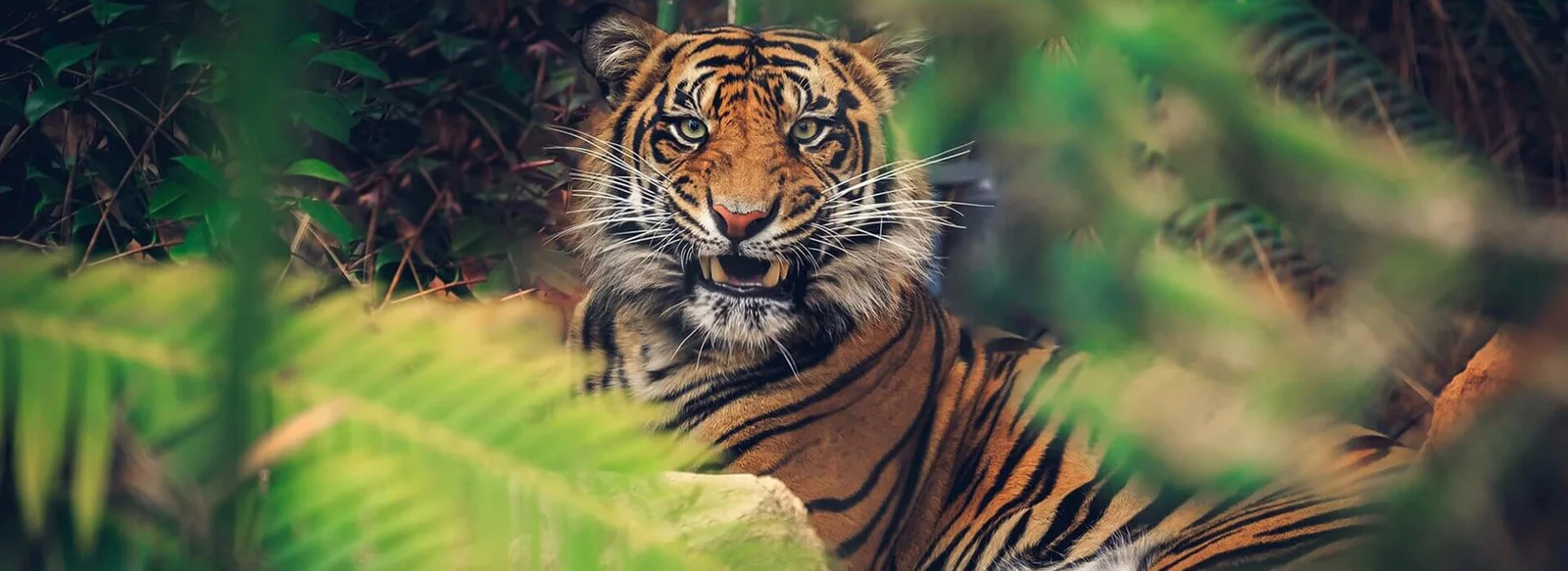 Pilibhit Tiger Reserve: Safari Zones, Permit & Best Wildlife Sightings