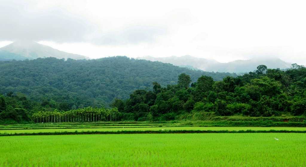 Places to Visit in Karnataka During Monsoon: Scenic Drives & Falls