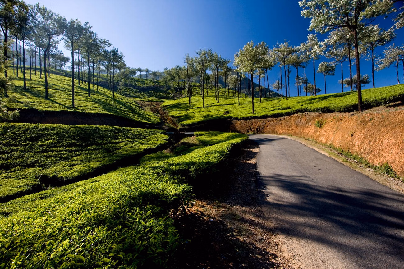Places to Visit in Vagamon Kerala: Hills, Pine Forest & Meadows