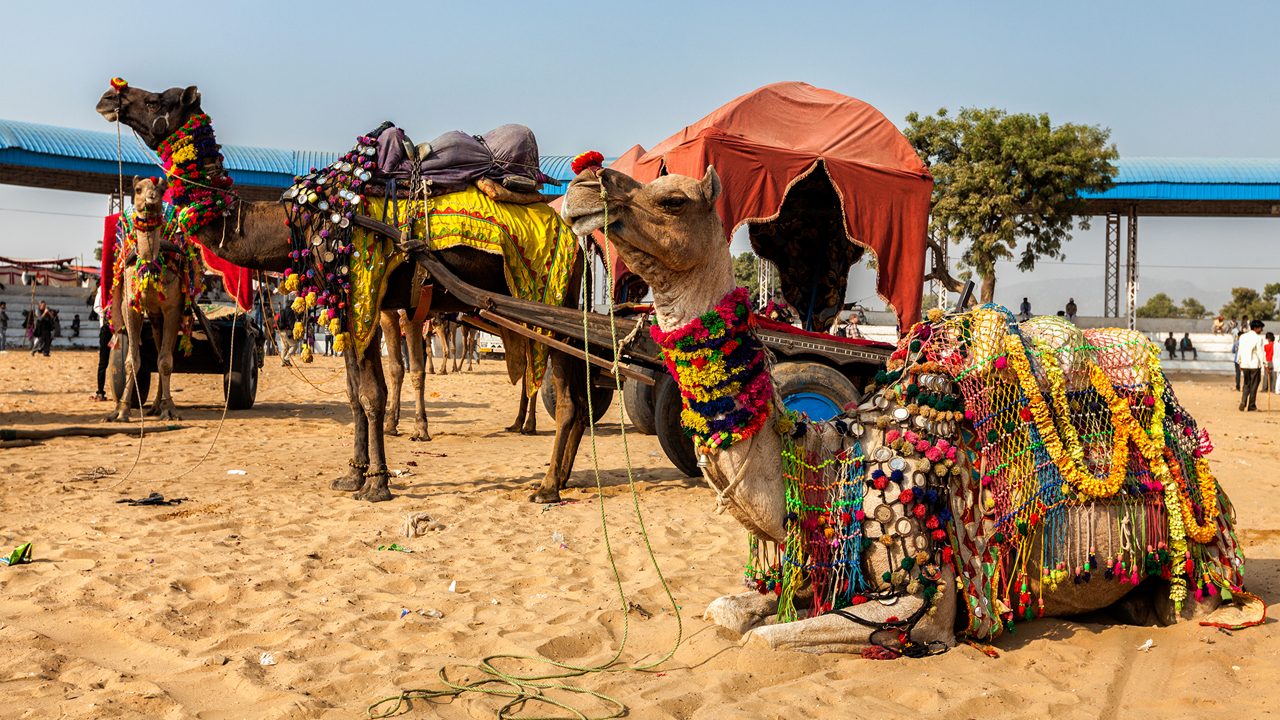 Pushkar Mela: Camel Fair Dates, Events & Rajasthan Trip Plan