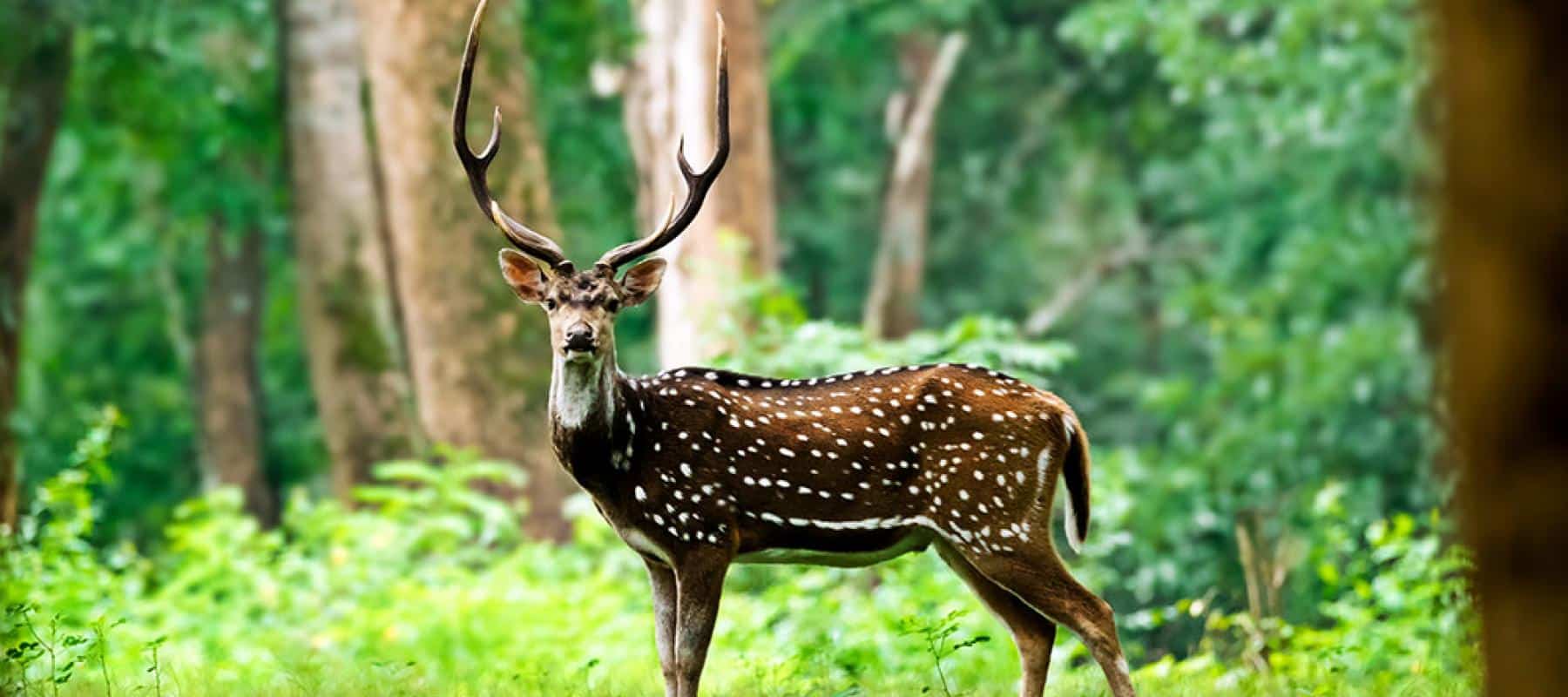 Ralamandal Wildlife Sanctuary Indore: Timings, Safari & Route