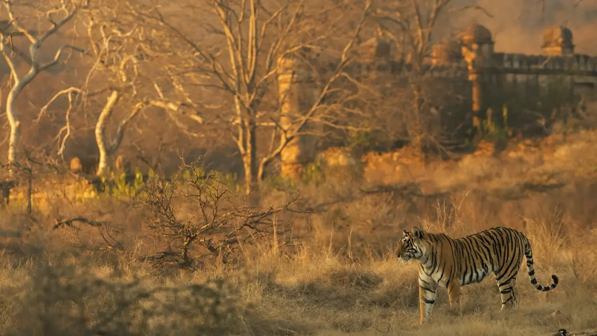 Ranthambore National Park: Safari Zones, Ticket Booking & Best Time