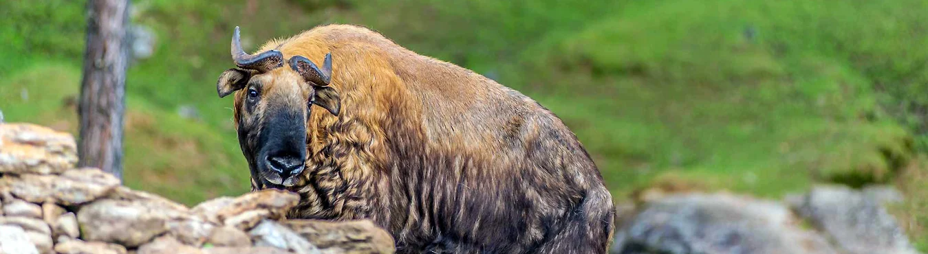 Sakteng Wildlife Sanctuary: Permits, Trek and Wildlife