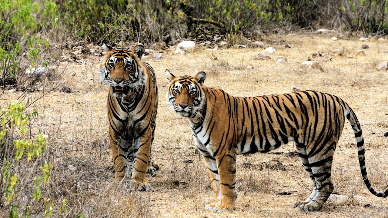 Sariska Tiger Reserve: Safari Booking, Zones & Wildlife Sightings