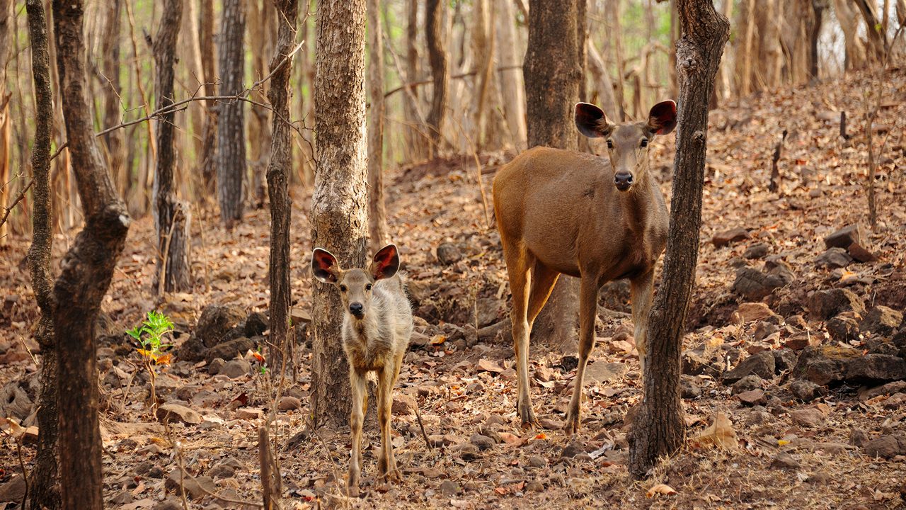 Satmaliya Deer Park Silvassa: Safari Timings & Entry Fee