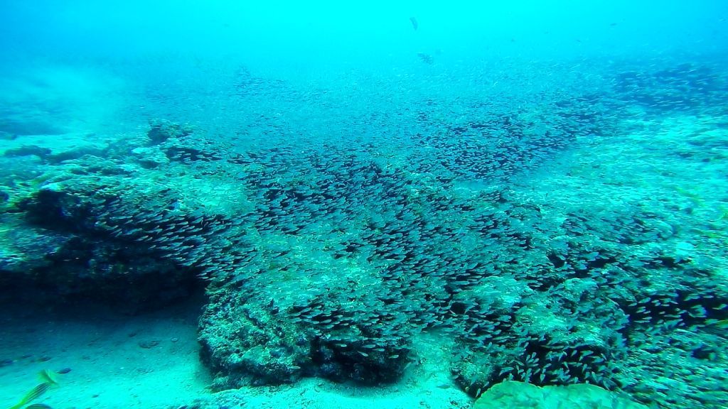 Scuba Diving in Andaman: Best Spots & Prices