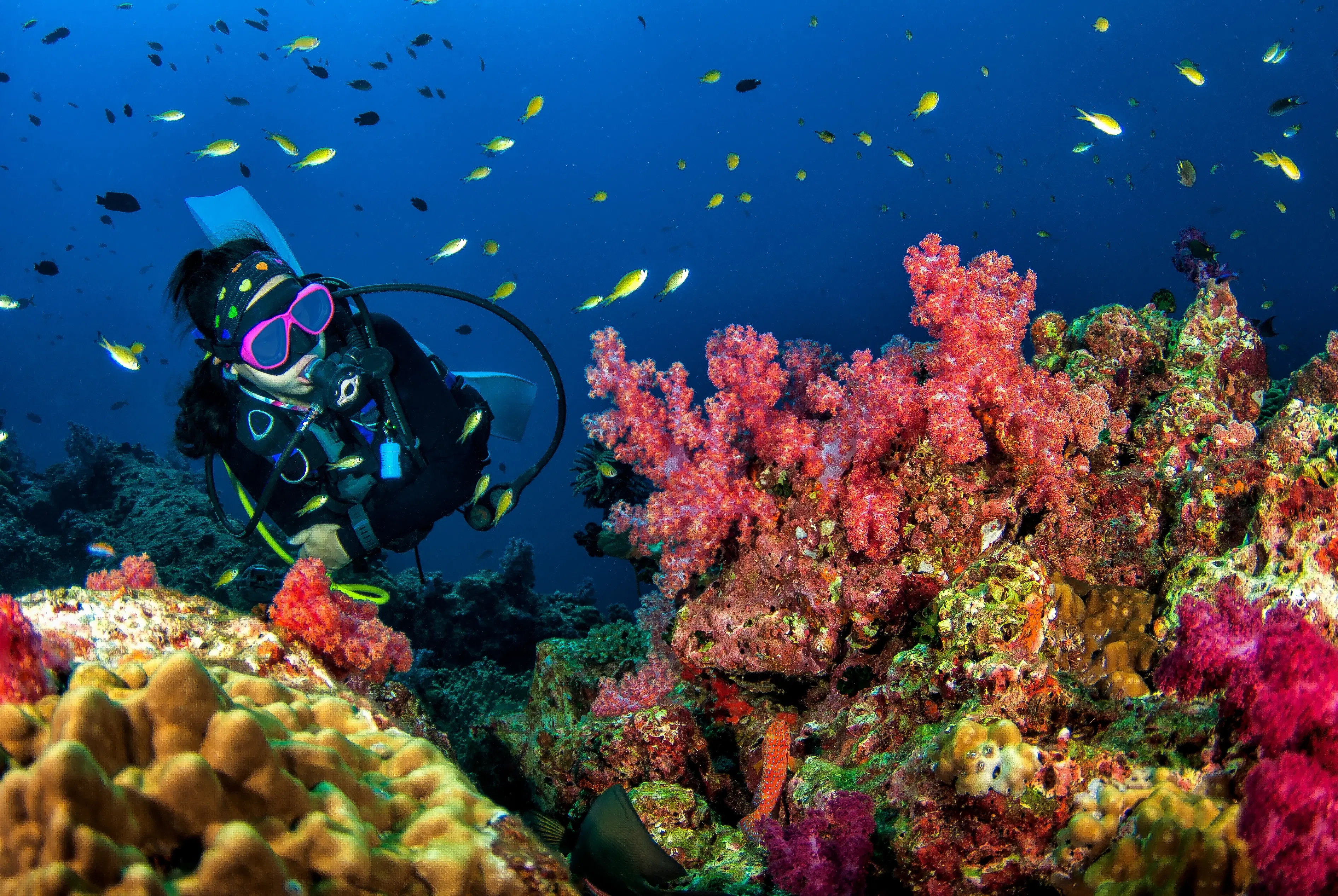 Scuba Diving in Kerala: Dive Locations, Pricing & Training