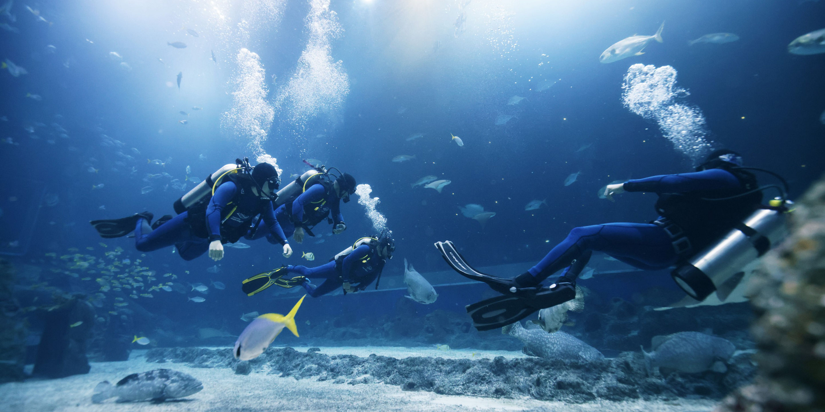 Scuba Diving in Singapore: Complete Guide 2026