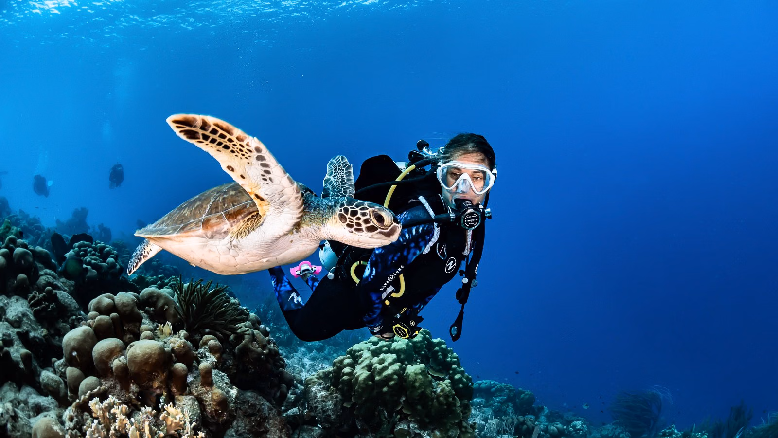 Scuba Diving in Thailand: Complete Guide 2026