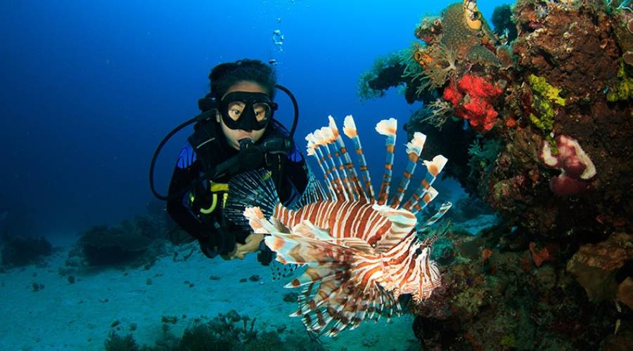 Snorkeling in Andaman: Best Reefs, Pricing & Tour Options